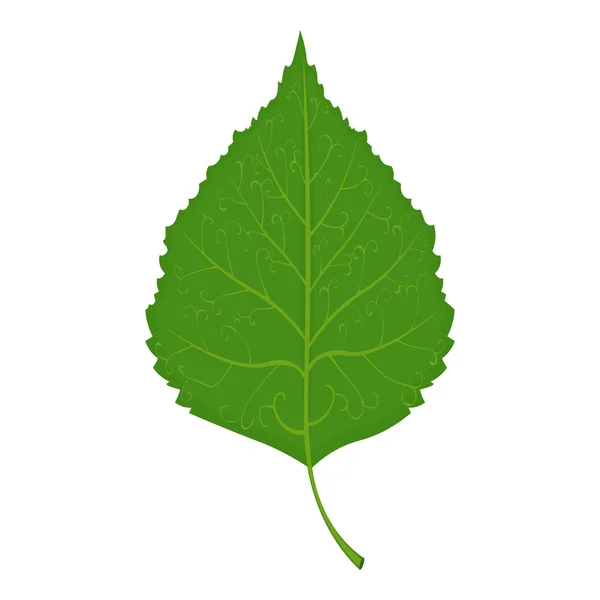 白い背景に分離された緑バーチ葉ベクトル図 — ストックベクタ