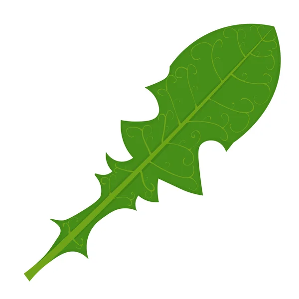 白い背景に分離された緑のタンポポ葉ベクトル図 — ストックベクタ