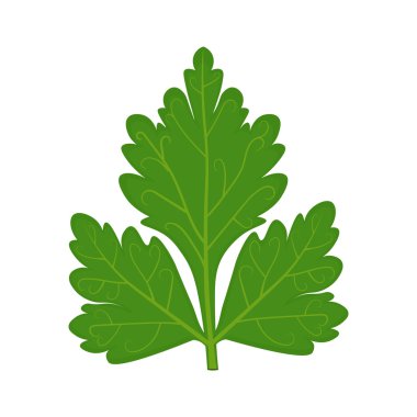 Parsley leaf vector illustration isolated on white background clipart