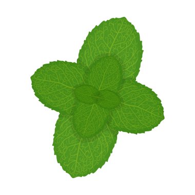 Taze nane yaprakları, beyaz bir arka plan üzerinde izole vektör çizim