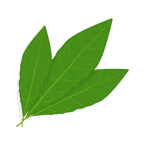 Illustration vectorielle de feuilles de laurier isolée sur fond blanc — Image vectorielle