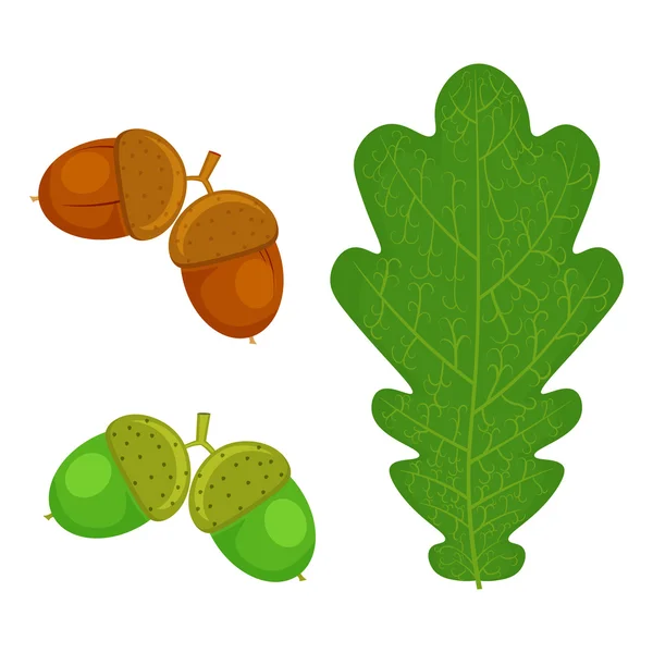 Oak leaf and Acorn vector illustration isolated on white background — Stock Vector