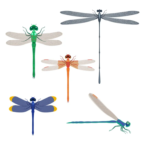 Dragonfly insekter in vektorillustration isolerade på vit bakgrund — Stock vektor