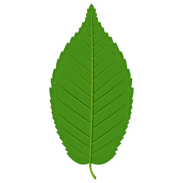 白い背景に分離された緑シデ葉ベクトル図 — ストックベクタ