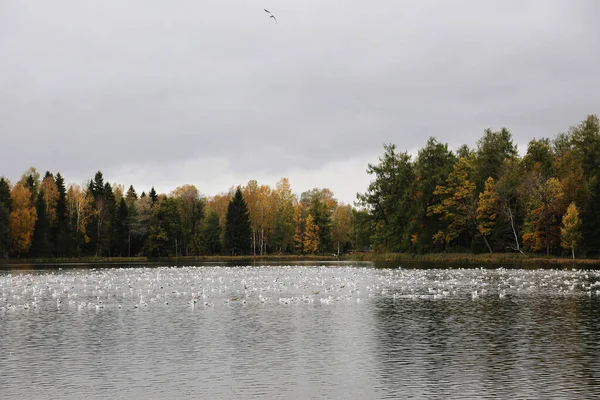 Gatchina Museum-Reserve (Saint-Petersburg suburb). A flock of birds on the background of the palace park on a cloudy autumn day. Group of seagulls in flight . Picturesque view of the pond in october