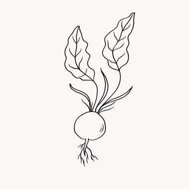 Şeker pancarı skeci. Parmak izi, logo, kart, tasarım şablonu ve etiket için tatlı bitki kökü şekeri içeren el çizimi vektör çizimi. Tarım, sağlıklı gıda, malzeme, pancar hasadı.