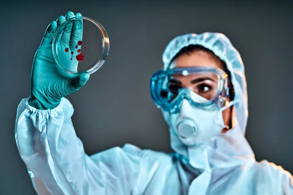 Kvinnlig Forskare Som Analyserar Petriskålar Laboratoriet Isolerad Grå Bakgrund — Stockfoto