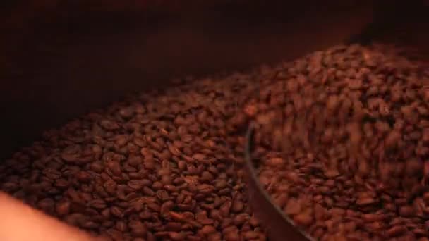 Master Ελέγχει Φασόλια Καφέ Για Ψήσιμο Της Ποιότητας Καφέ Ψήσιμο — Αρχείο Βίντεο