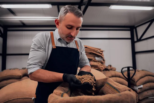 Portrait Professional Coffee Roaster Looking Raw Coffee Beans Close View — Stock Photo, Image