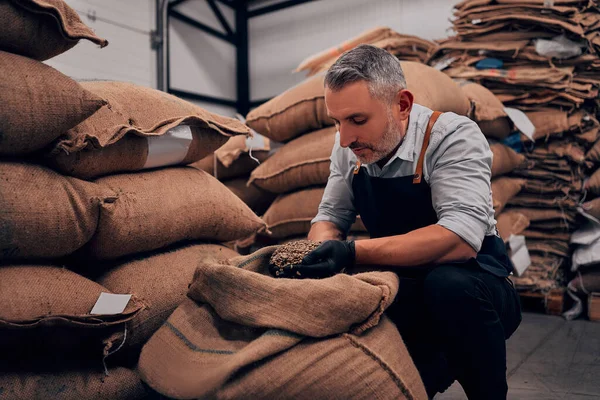 Roastery Owner Checking Roasted Coffee Beans Sack Selective Focus — Stock Photo, Image