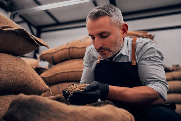 Mies Pitelee Tuoksuvia Kahvipapuja Kahvitehtaassa Paahdettuja Arabica Jyviä Tuoreen Kahvin — kuvapankkivalokuva