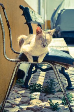 güneşin tadını kedi