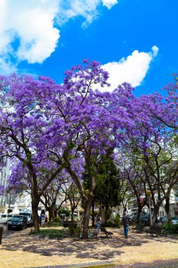 Yaz aylarında ağaçlarda Faro