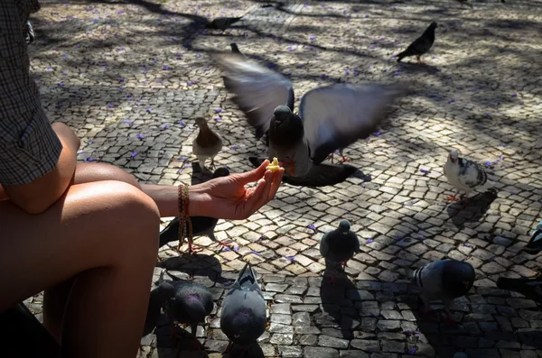 Pidgin em uma mão que come — Fotografia de Stock