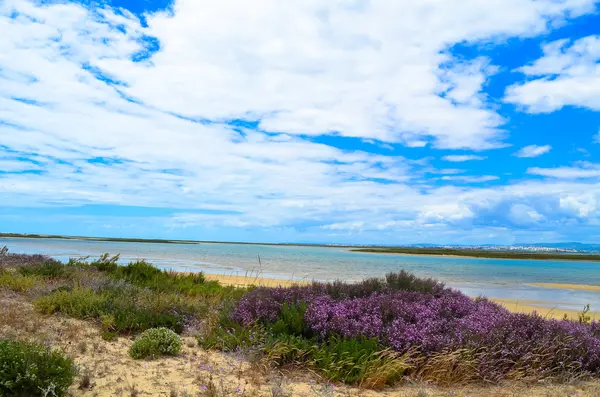Ilha çölünün sahil manzarası.