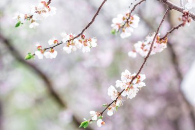 bahar, çiçekli ağaç