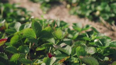 Elle olgun çilek toplar..