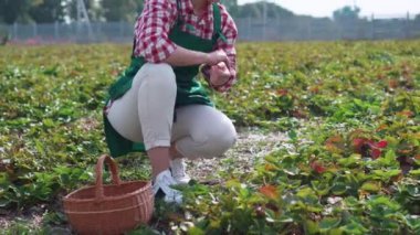 Çiftçi hasat yapıyor..