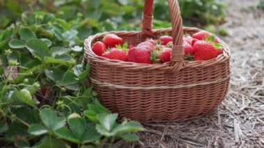 Çiftçi hasat yapıyor..