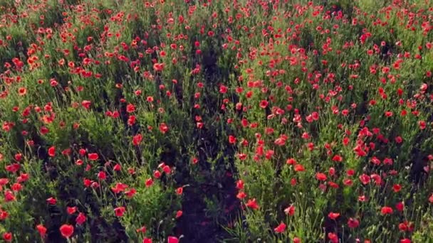Red poppies are blooming in the field. — Stock Video