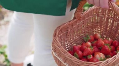 Çiftçi hasat yapıyor..