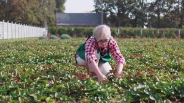 Çiftçi hasat yapıyor..