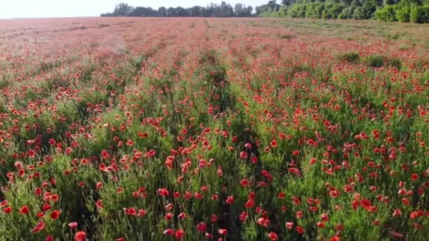 Red poppies are blooming in the field. — Stock Video