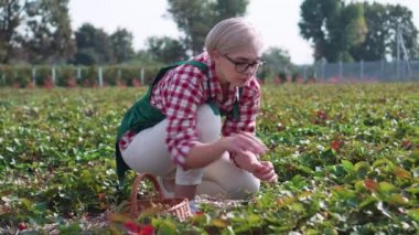 Çiftçi hasat yapıyor..