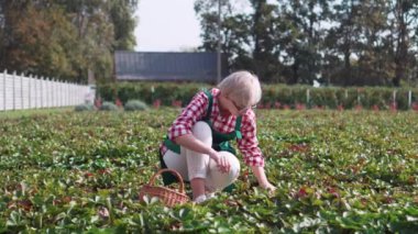 Çiftçi hasat yapıyor..