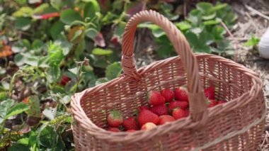 Çiftçi hasat yapıyor..