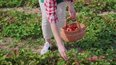 Çiftçi hasat yapıyor..