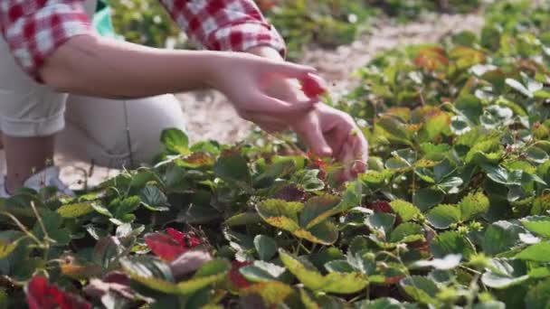 El agricultor está cosechando. — Vídeos de Stock