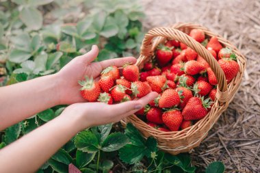 Çiftlikte çilek hasatı..