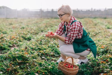 Çiftçi hasat ediyor..