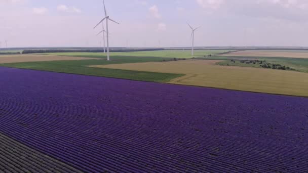 Vista aérea de la lavanda floreciente. — Vídeos de Stock