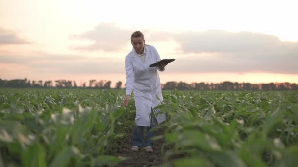 Agronomen kontrollerar grödans tillväxt. — Stockvideo