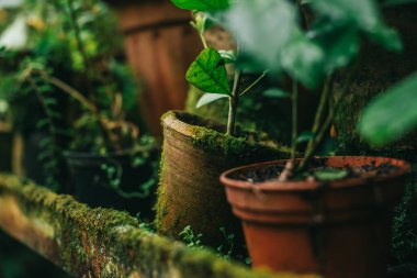 Yosun kaplı kil kapları, kapatın.