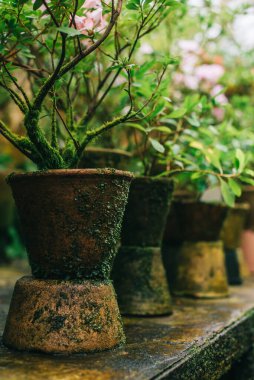 Yosun kaplı kil kapları, kapatın.