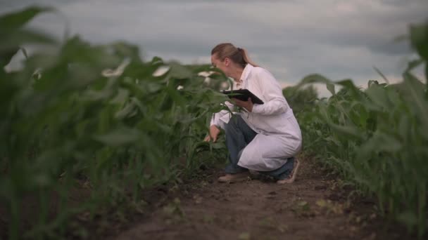 Agrónomo controla crecimiento de cultivos. — Vídeos de Stock