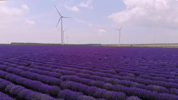 ラベンダーの開花の空中ビュー. — ストック動画