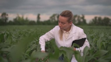 Agronomist ekinlerin büyümesini kontrol ediyor.