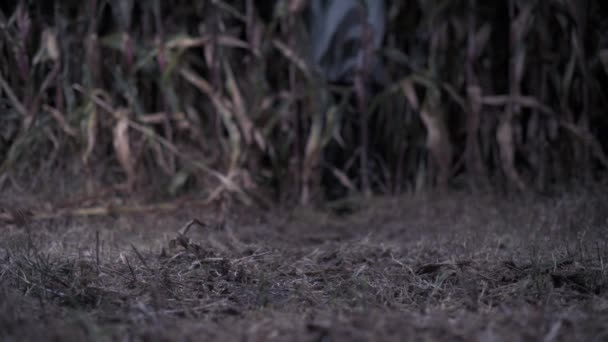 Hombre aterrador con un hacha. — Vídeo de stock