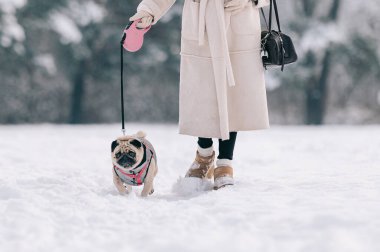 Karlı Park 'ta Pug' uyla Barışçıl Kış Yürüyüşü Yapan Kadın. Bir köpek sahibini gezdirir..