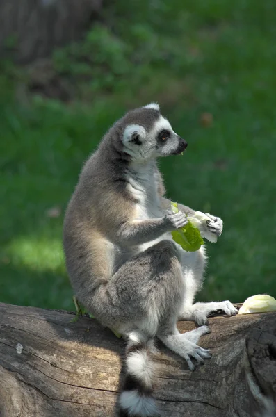 Lemur snídani — Stock fotografie