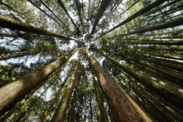 Bos van Conifer bomen.-. natuur groene hout, beste voor achtergrond Stockafbeelding