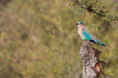 Indian roller, bird in Bandhavgarh Nationa park,India clipart
