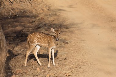 Vahşi geyik görünümünü Khana Milli Parkı