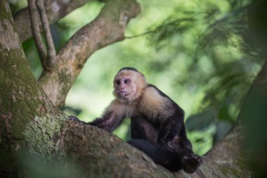 Vahşi capuchin maymunu