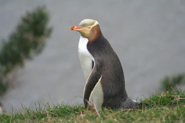 Gele eyed pinguïn — Stockfoto