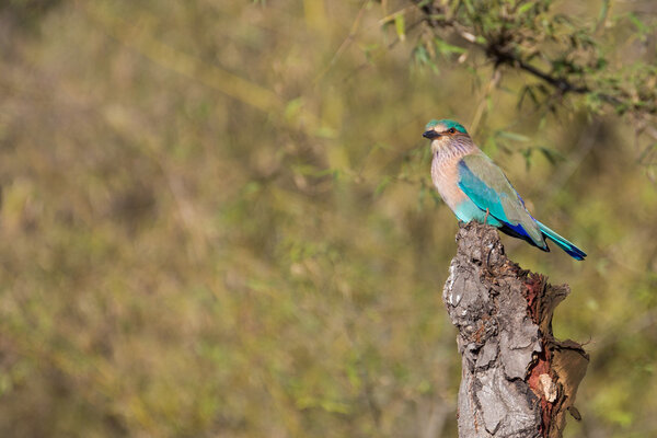 Indian roller, bird in Bandhavgarh Nationa park,India